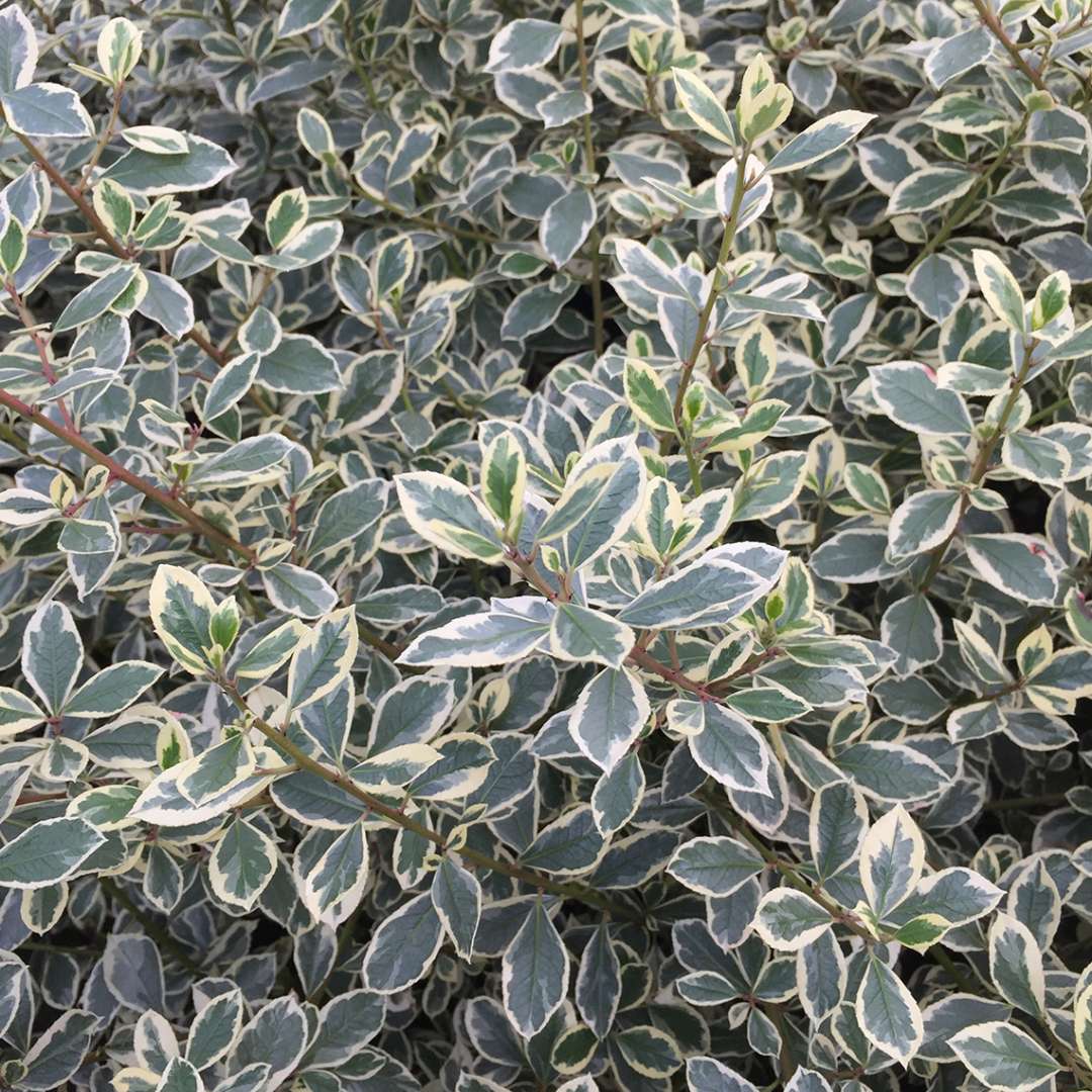 Close up of blue-green Rhamnus Argenteovariegata foliage with ivory margins